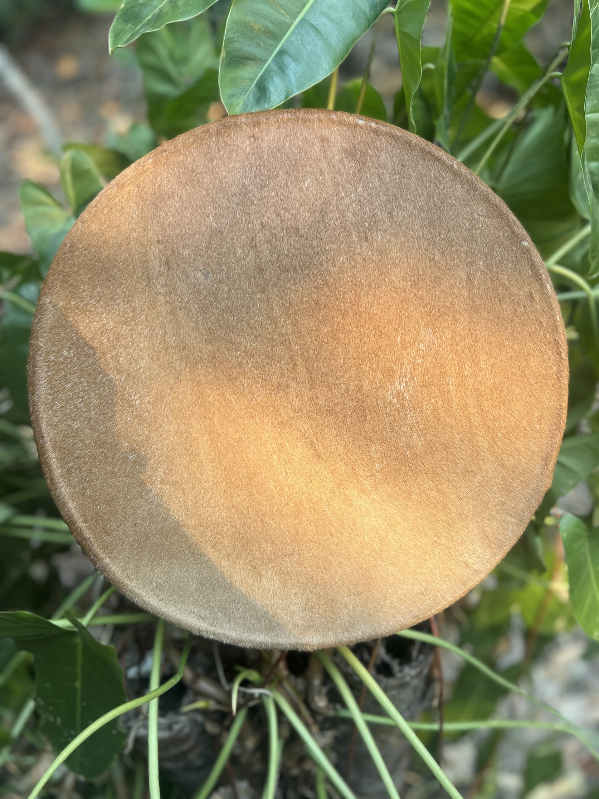 Round frame drum front